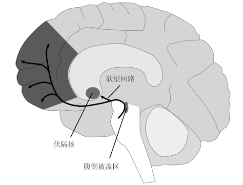 分泌多巴胺的器官